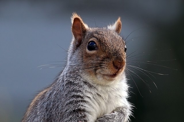 Squirrels